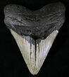 Bargain Megalodon Tooth - North Carolina #20811-1